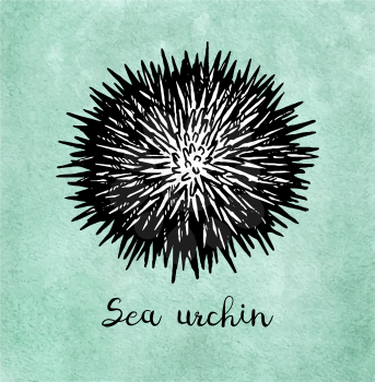 Sea urchin. Ink sketch of seafood. Hand drawn vector illustration on old paper background. Retro style.
