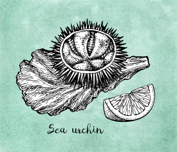 Sea urchin on a lettuce with lemon. Ink sketch of seafood. Hand drawn vector illustration on old paper background. Retro style.
