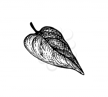 Heart shaped leaf. Ink sketch isolated on white background. Hand drawn vector illustration. Retro style.