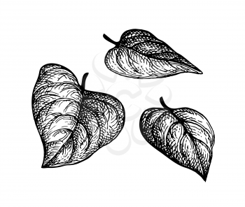 Heart shaped tree leaves. Ink sketch isolated on white background. Hand drawn vector illustration. Retro style.