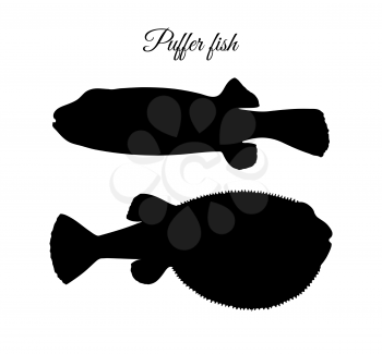 Fugu fish. Takifugu rubripes. Japanese puffer. Silhouette isolated on white background.