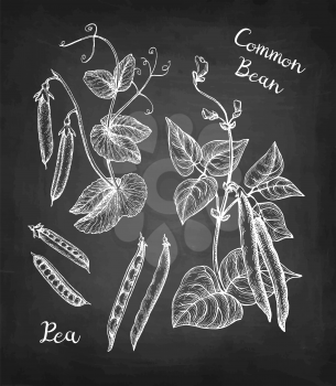 Common bean and Pea plant. Chalk sketch set on blackboard background. Hand drawn vector illustration. Retro style.