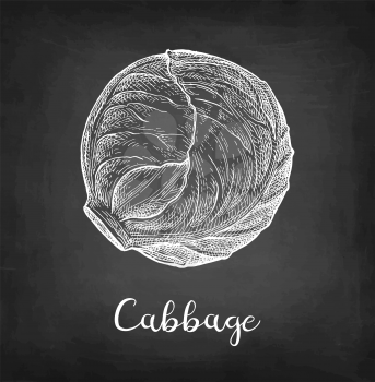 Head of cabbage. Chalk sketch on blackboard background. Hand drawn vector illustration. Retro style.