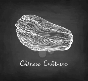 Napa or Chinese cabbage. Chalk sketch on blackboard background. Hand drawn vector illustration. Retro style.