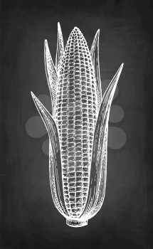 Ear of corn with leaves. Chalk sketch on blackboard background. Hand drawn vector illustration. Retro style.