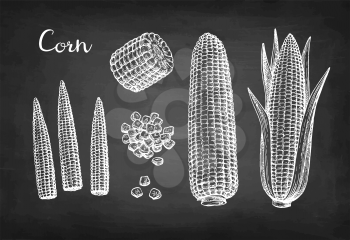 Cobs of corn, grains and cornlets. Chalk sketch of maize on blackboard background. Hand drawn vector illustration. Retro style.