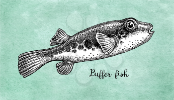Fugu fish. Takifugu rubripes. Japanese puffer. Ink sketch on old paper background. Hand drawn vector illustration. Retro style.