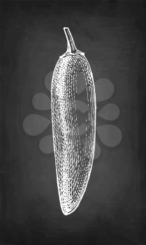 Jalapeno. Chili pepper pod. Ink sketch isolated on white background. Hand drawn vector illustration. Retro style.
