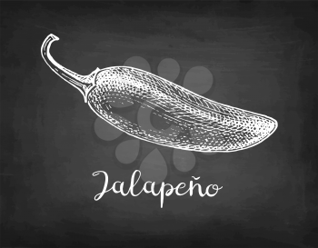 Jalapeno. Chili pepper pod. Ink sketch isolated on white background. Hand drawn vector illustration. Retro style.