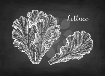 Lettuce. Chalk sketch on blackboard background. Hand drawn vector illustration. Retro style.
