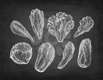 Lettuce, iceberg and chinese cabbage. Chalk sketch collection on blackboard background. Hand drawn vector illustration. Retro style.