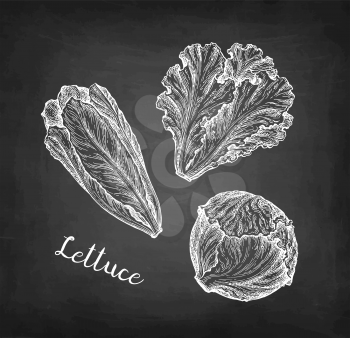 Lettuce set. Chalk sketch on blackboard background. Hand drawn vector illustration. Retro style.