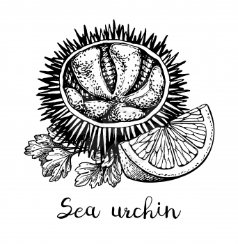 Sea urchin with lemon and parsley. Ink sketch of seafood. Hand drawn vector illustration isolated on white background. Retro style.