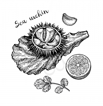 Sea urchin on a lettuce with lemon, cilantro and garlic. Ink sketch of seafood. Hand drawn vector illustration isolated on white background. Retro style.