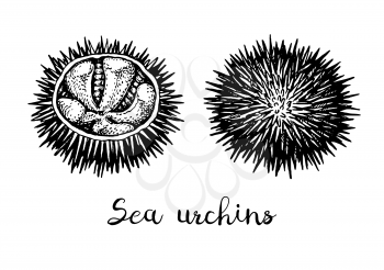 Sea urchins. Ink sketch of seafood. Hand drawn vector illustration isolated on white background. Retro style.