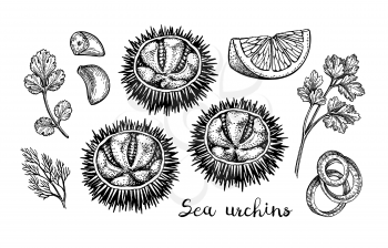 Sea urchins with lemon, herbs, garlic and onions. Ink sketch of seafood. Hand drawn vector illustration isolated on white background. Retro style.