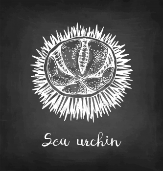 Sea urchin. Chalk sketch of seafood on blackboard background. Hand drawn vector illustration. Retro style.