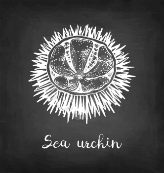 Sea urchin. Chalk sketch of seafood on blackboard background. Hand drawn vector illustration. Retro style.