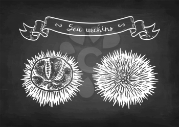 Sea urchins. Chalk sketch of seafood on blackboard background. Hand drawn vector illustration. Retro style.