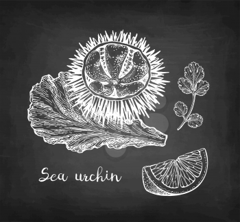 Sea urchin on a lettuce with lemon and cilantro. Ink sketch of seafood. Hand drawn vector illustration isolated on white background. Retro style.