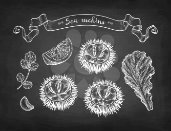 Sea urchin with lettuce, lemon, cilantro and garlic. Ink sketch of seafood. Hand drawn vector illustration isolated on white background. Retro style.