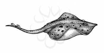 Stingray. Ink sketch of seafood. Hand drawn vector illustration isolated on white background. Retro style.
