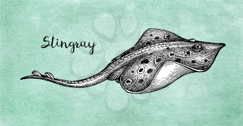 Stingray. Ink sketch of seafood. Hand drawn vector illustration on old paper background. Retro style.