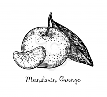 Mandarin orange with leaf. Ink sketch isolated on white background. Hand drawn vector illustration. Retro style.