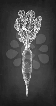 Daikon. Chalk sketch of radish on blackboard background. Vegetables set. Hand drawn vector illustration. Retro style.