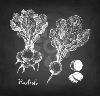 Radish. Chalk sketch on blackboard background. Hand drawn vector illustration. Retro style.