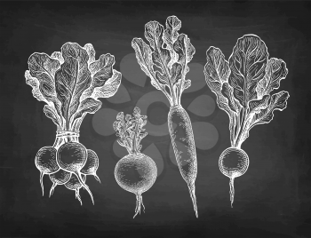 Radish. Chalk sketch collection on blackboard background. Vegetables set. Hand drawn vector illustration. Retro style.
