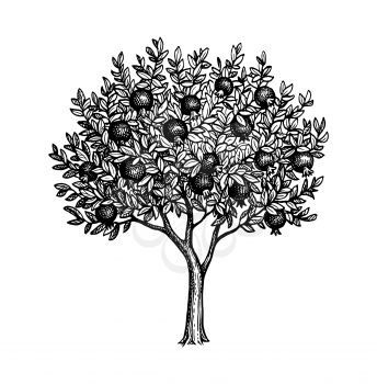 Pomegranate tree. Ripe fruits on branches. Ink sketch isolated on white background. Hand drawn vector illustration. Retro style.