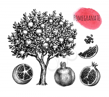 Pomegranate set. Tree, fruits and seeds. Ink sketch isolated on white background. Hand drawn vector illustration. Retro style.