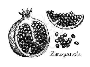 Pomegranate sliced in half and seeds. Ink sketch isolated on white background. Hand drawn vector illustration. Retro style.