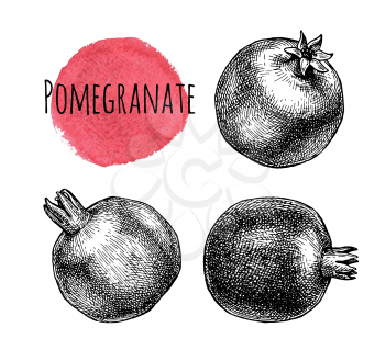 Pomegranate set. Ink sketch isolated on white background. Hand drawn vector illustration. Retro style.