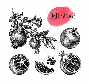 Pomegranate branch with fruitage and flower. Fruits and seeds. Ink sketch isolated on white background. Hand drawn vector illustration. Retro style.