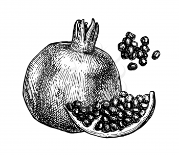 Pomegranate and seeds. Ink sketch isolated on white background. Hand drawn vector illustration. Retro style. Editable objects.