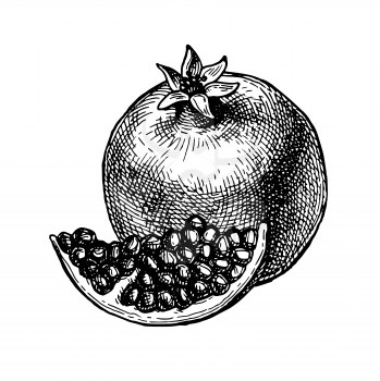 Pomegranate. Ink sketch isolated on white background. Hand drawn vector illustration. Retro style. Editable objects.