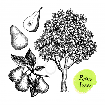 Pear tree and fruits. Ink sketch isolated on white background. Hand drawn vector illustration. Retro style.