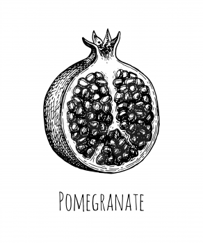 Pomegranate split open. Ink sketch isolated on white background. Hand drawn vector illustration. Retro style.