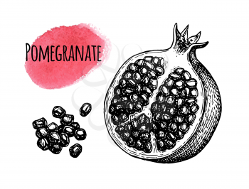 Pomegranate sliced in half and seeds. Ink sketch isolated on white background. Hand drawn vector illustration. Retro style.