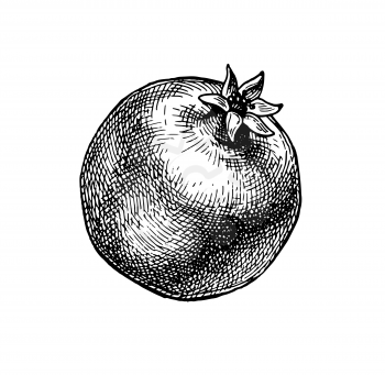 Pomegranate. Ink sketch isolated on white background. Hand drawn vector illustration. Retro style.