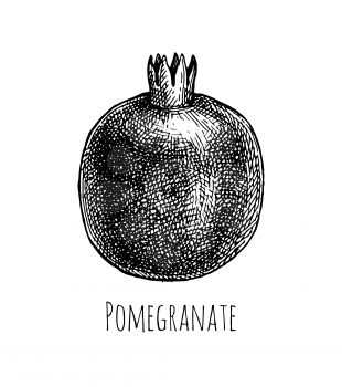 Pomegranate. Ink sketch isolated on white background. Hand drawn vector illustration. Retro style.