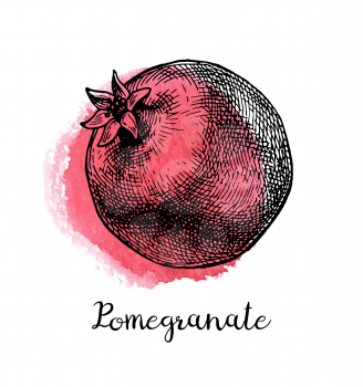 Pomegranate. Ink sketch isolated on white background. Watercolor stain. Hand drawn vector illustration. Retro style.