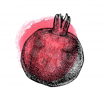 Pomegranate. Ink sketch isolated on white background. Red watercolor stain. Hand drawn vector illustration. Retro style.