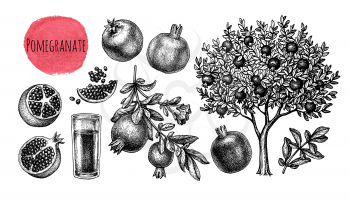Pomegranate big set. Tree, branches, fruits and seeds. Glass of juice. Ink sketch isolated on white background. Hand drawn vector illustration. Retro style.