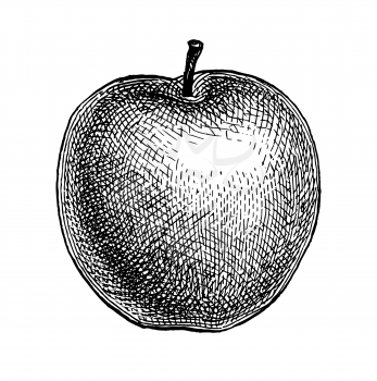 Apple. Ink sketch isolated on white background. Hand drawn vector illustration. Retro style.
