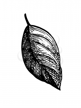 Ink sketch of apple leaf. Ink sketch isolated on white background. Hand drawn vector illustration. Retro style.