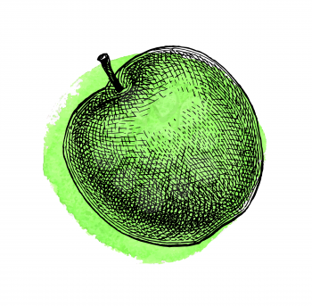 Green apple. Ink sketch isolated on white background. Watercolor texture. Hand drawn vector illustration. Retro style.