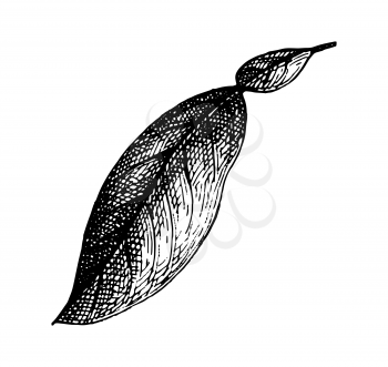 Bergamot orange leaf. Ink sketch isolated on white background. Hand drawn vector illustration. Retro style.